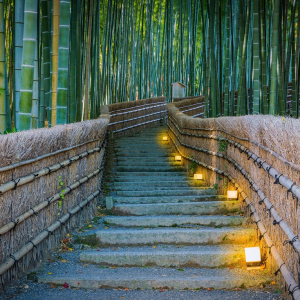 عکس باکیفیت راه سرسبز